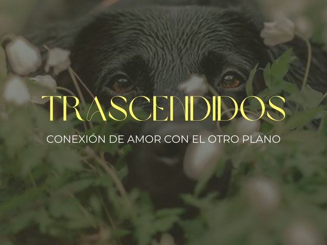 Animales trascendidos • Conexión de amor con el otro plano
