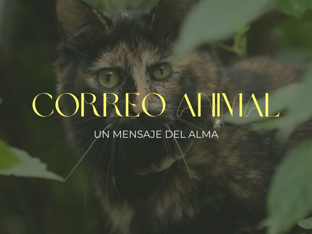 Correo Animal • Un mensaje del Alma