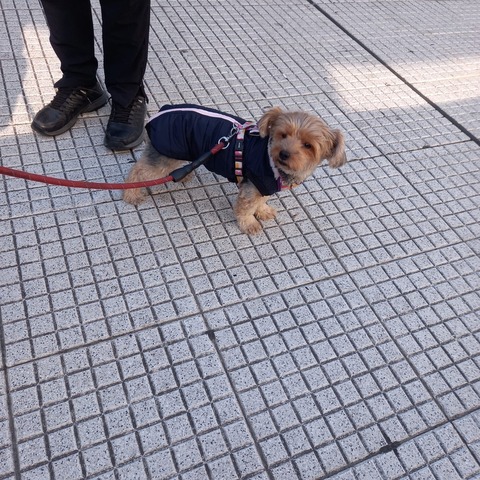 Chalecos