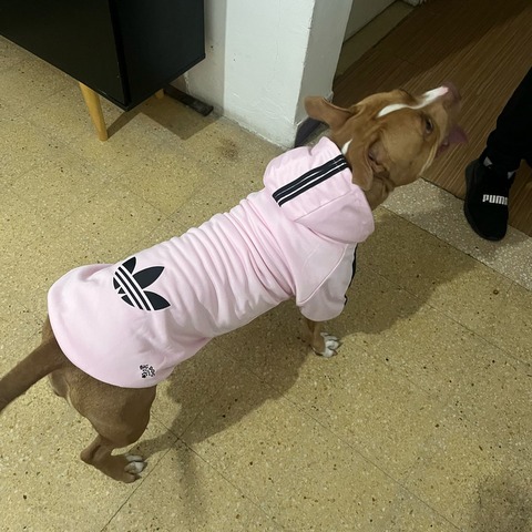 Campera Adidas