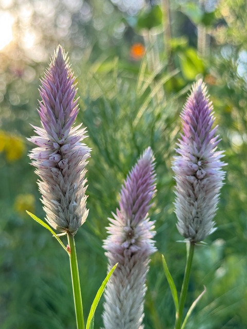 Celosia fuccia y rosada