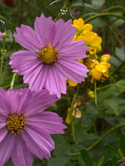 Cosmos rosados