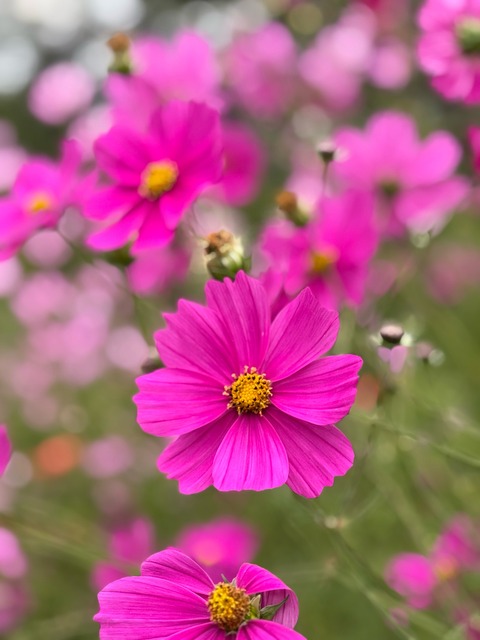 Cosmos rosados . Nombre cientifico . Cosmos Bipinnatus .