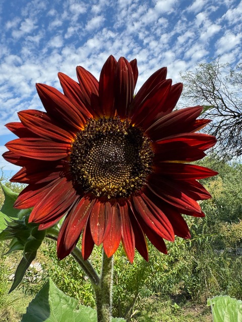 Girasoles rojos