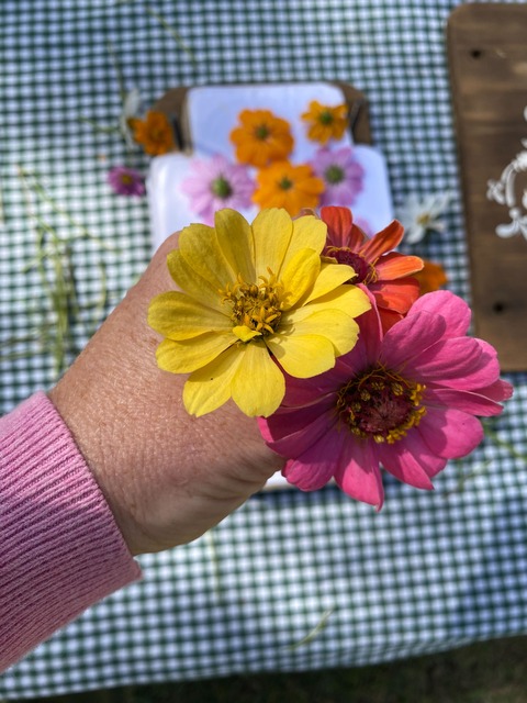 Zinnia