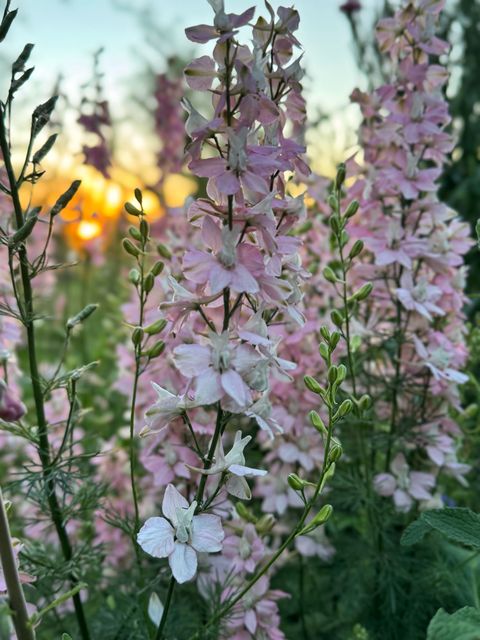 Espuela de caballero . Nombre cientifico Consolida regalis