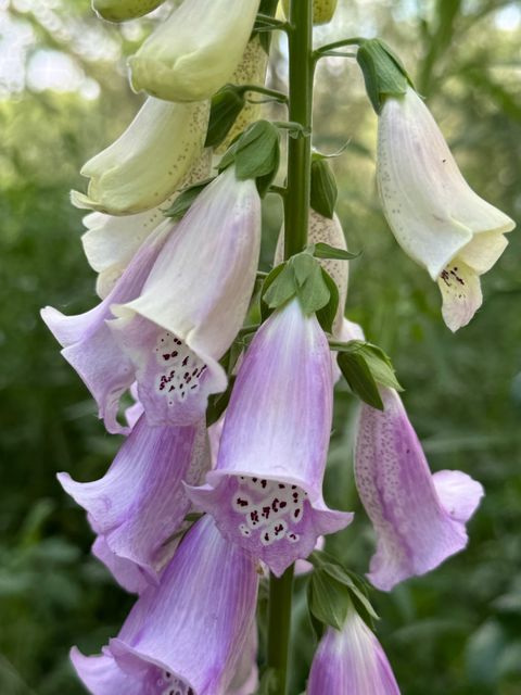 Digitalis purpurea