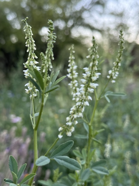 Melilotus