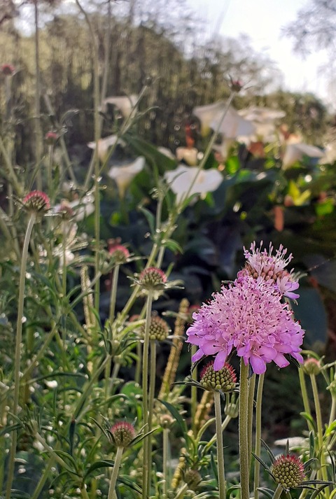 Scabiosa