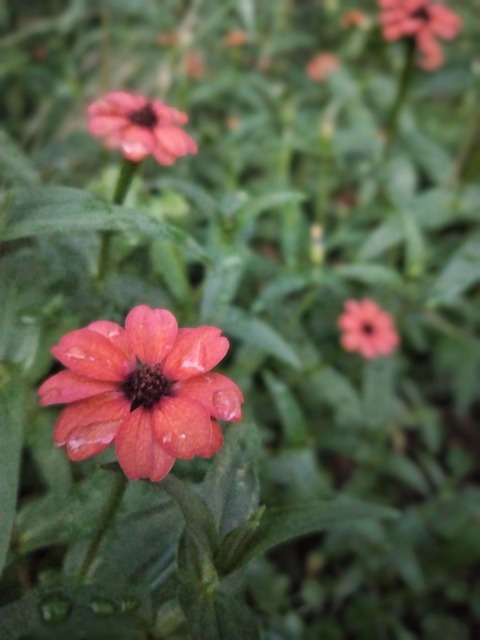 Chinita del monte
