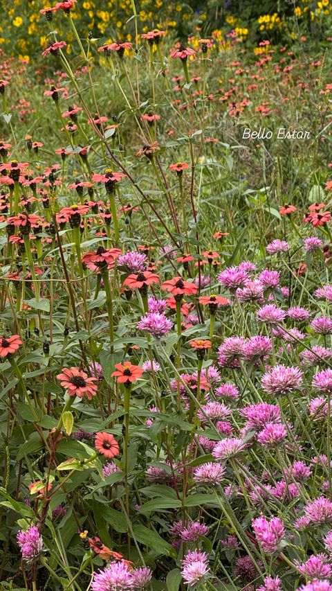 Mix de semillas Bajas