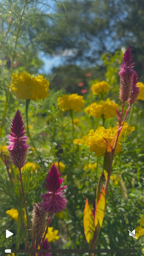 Copete amarillo alto