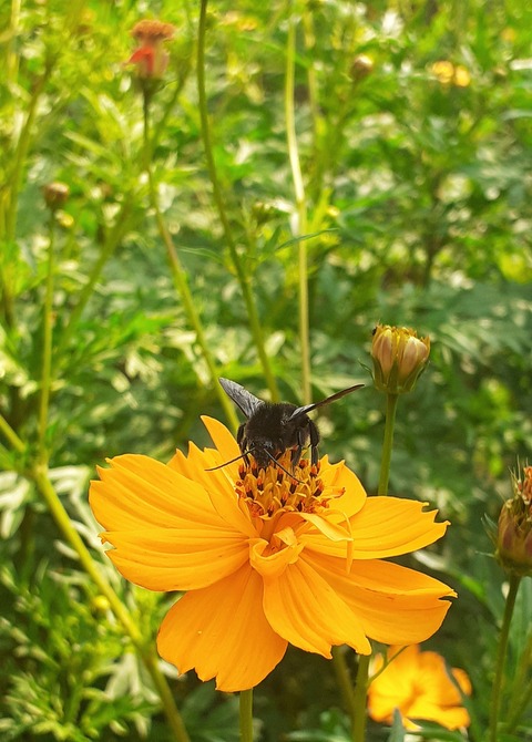 Cosmos naranjas