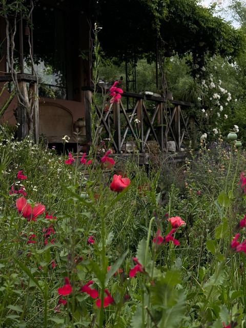 Amapola roja