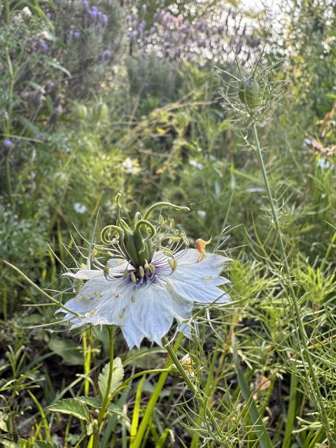 Nigela