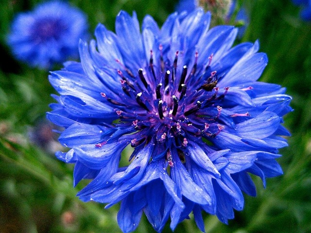 Centaurea