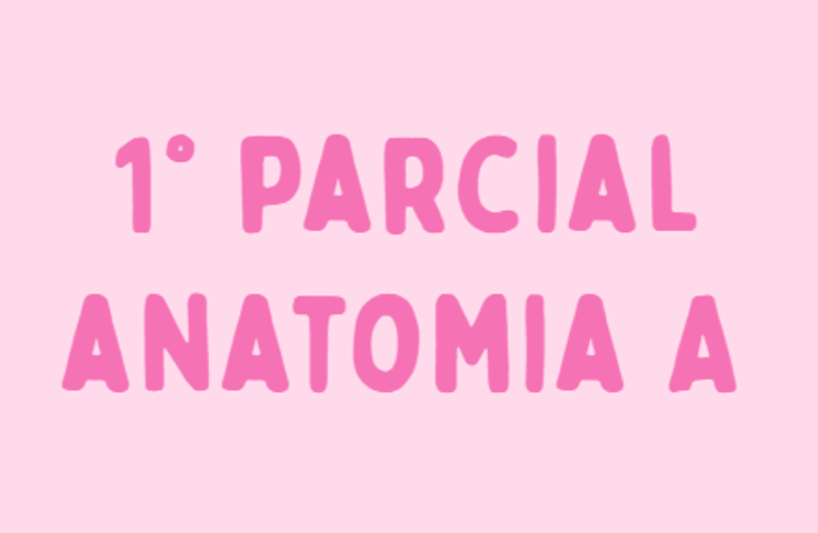 Primer parcial - Anatomia A 