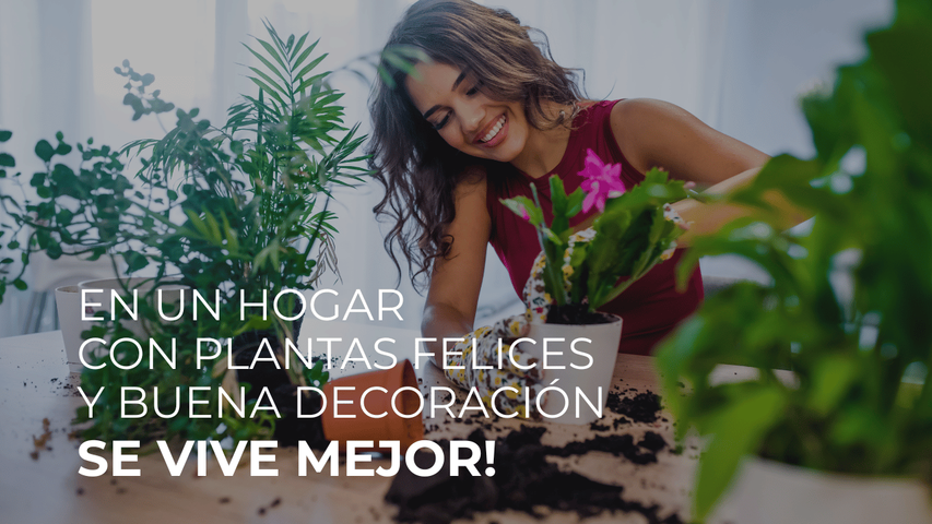 Transforma tu Hogar con Plantas de Interior