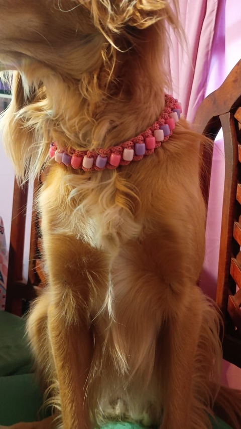 Collares Personalizados para Perros- Tamaño Chico