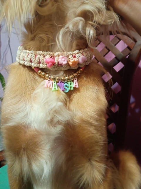  Collares Personalizados para Perros - Tamaño Grande