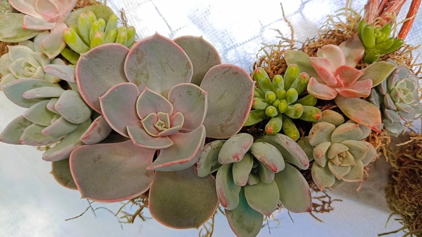 Aprende a crear Atrapasueños y Coronas con Suculentas.