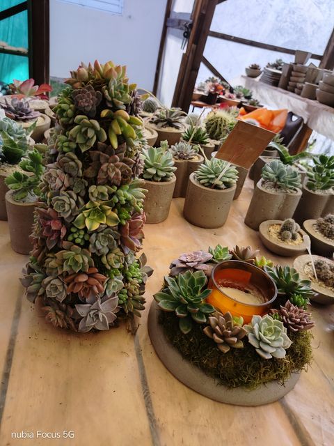 Aprende a crear arbolitos navideños y centros de mesa con suculentas 