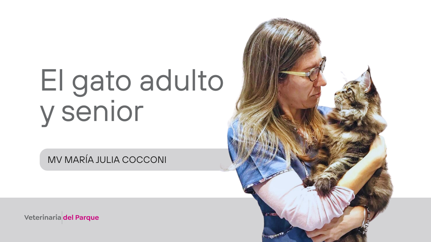 El gato adulto y senior: cuidados para una vida sana y feliz.