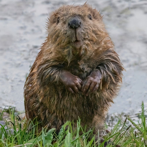 Esencia vibracional CASTOR