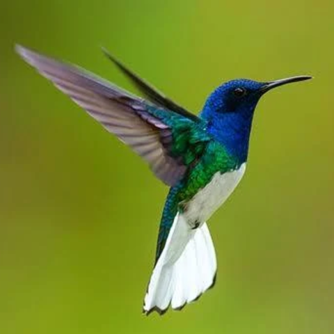 Esencia Vibracional COLIBRI