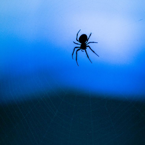 Esencia Vibracional ARAÑA