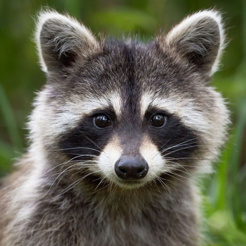 Esencia Vibracional MAPACHE