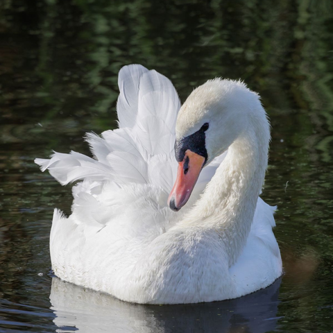 Esencia Vibracional CISNE