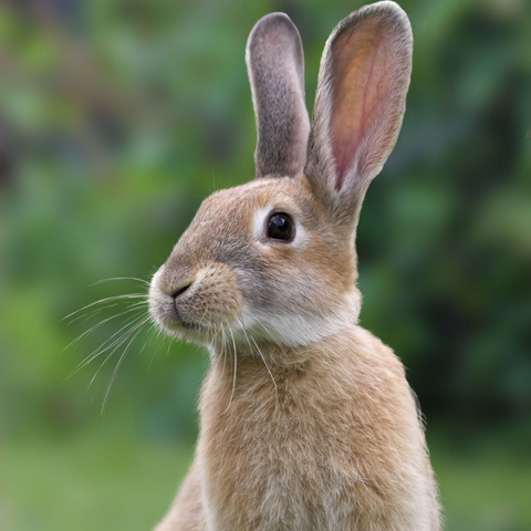 Esencia Vibracional CONEJO