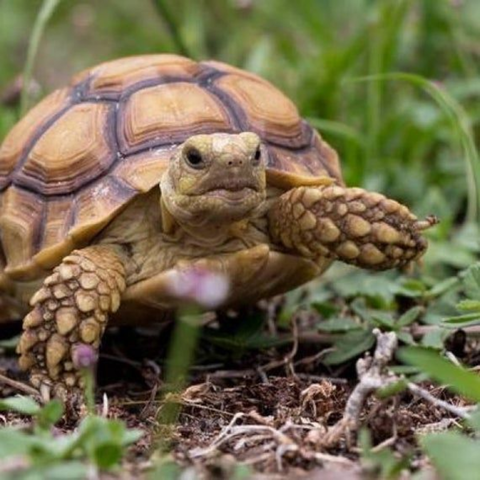 Esencia Vibracional TORTUGA