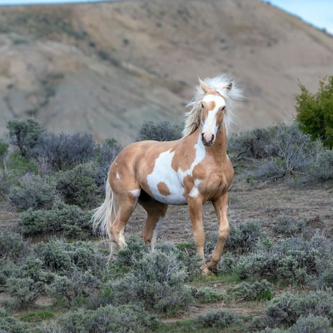 Esencia Vibracional CABALLO SALVAJE