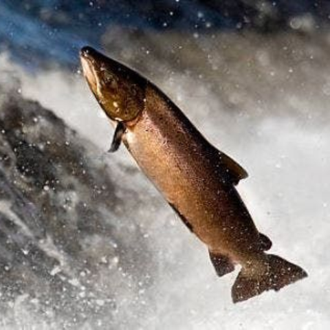 Esencia Vibracional SALMÓN