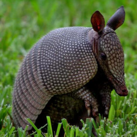 Esencia Vibracional ARMADILLO