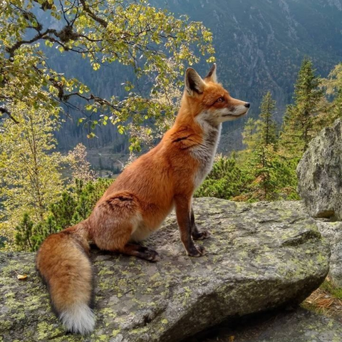 Esencia Vibracional ZORRO