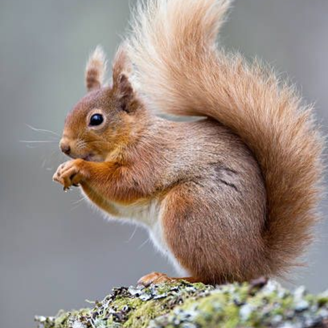 Esencia Vibracional ARDILLA 