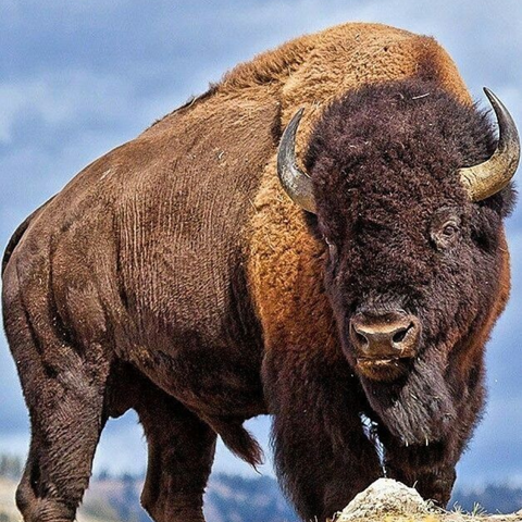 Esencia vibracional BÚFALO