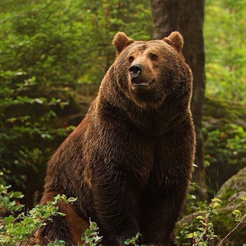 Esencias vibracional OSO