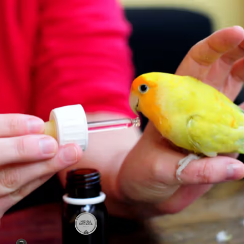 Formulas para Animales