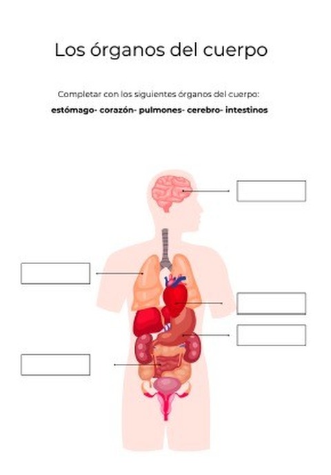 ¡Nuevo recurso gratuito para el aula! Descargá esta lámina didáctica de los órganos del cuerpo humano