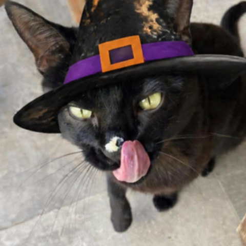 Pawloween