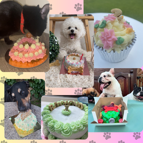 Pawfest - Todo para el Cumple de tu Peludito - Flash