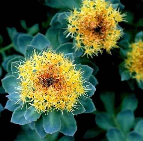 Rhodiola Rosea - Capsulas