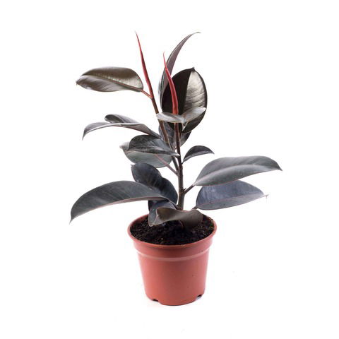 Gomero (Ficus elastica)