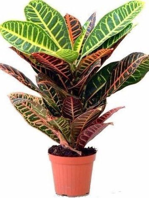 Croton chico (Codiaeum variegatum)