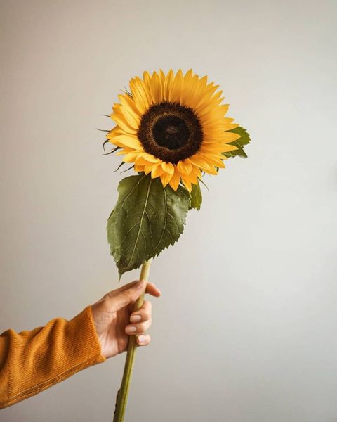 VARA DE FLOR - GIRASOL 