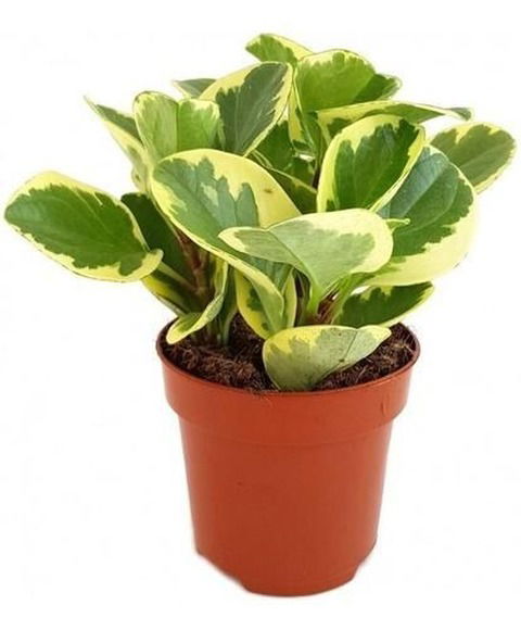 Peperomia 